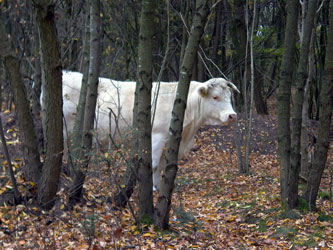 Koe in het bos