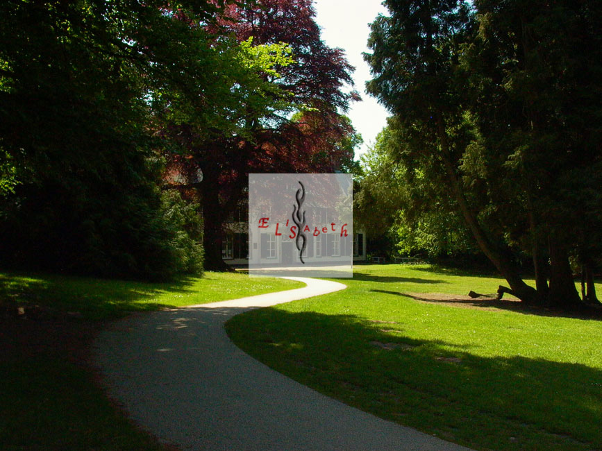 Rode Beuk in Park Randenbroek